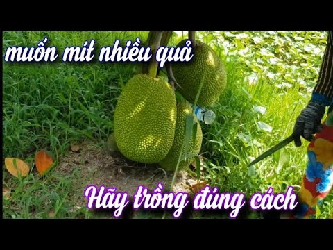 Cách Trồng Mít Thái Đúng Kỹ Thuật, Để Mít Ra Nhiều Quả. NGƯỜI ƯƠM MẦM