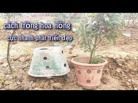 Cách Trồng Và Bón Phân Cho Hoa Hồng Cực Kỳ Tốt. NGƯỜI ƯƠM MẦM.