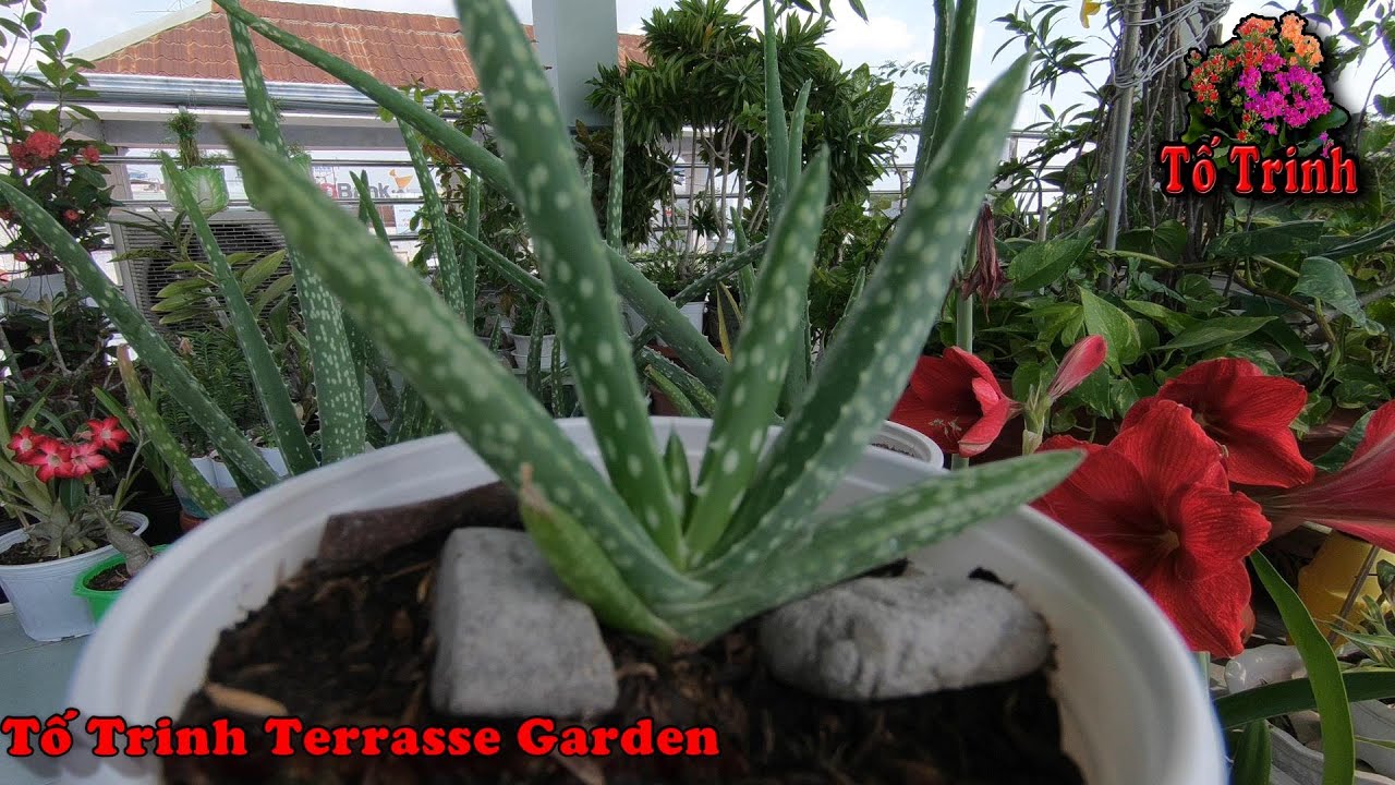 Cách Trồng Và Chăm Sóc Cây Nha Đam Sau 6 Tháng / Aloe Vera Plants