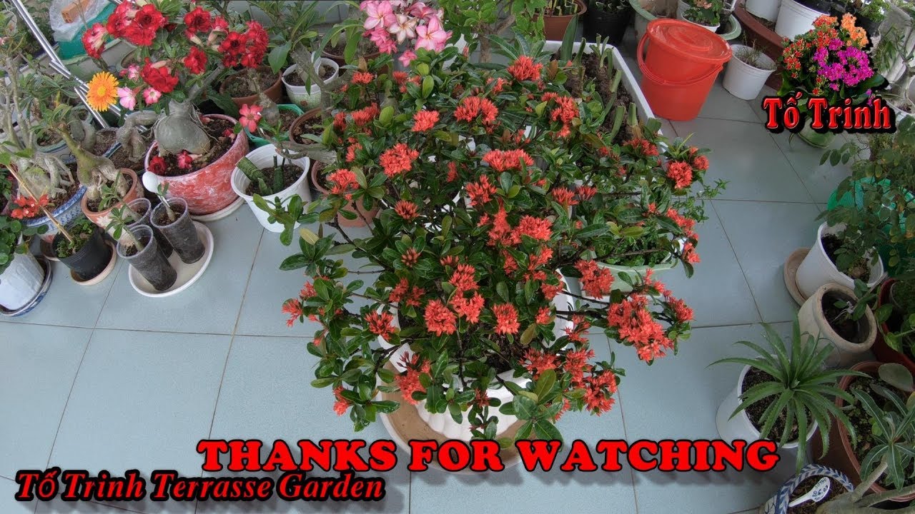 Cách Trồng Và Chăm Sóc Cây Trang Thái / How To Plant And Care For Ixora Plants