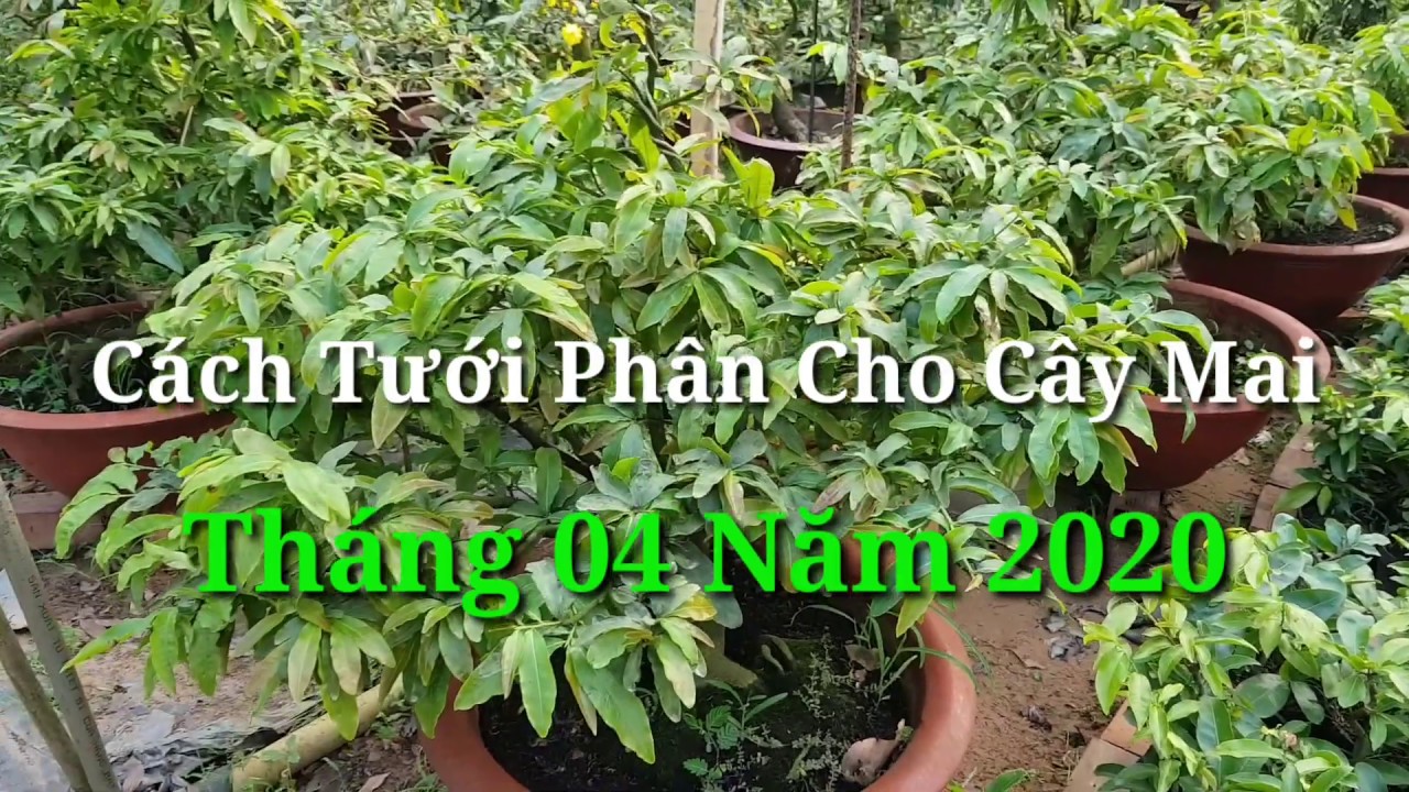 Cách Tưới Phân Cho Mai Vàng - Tháng 04 /2020