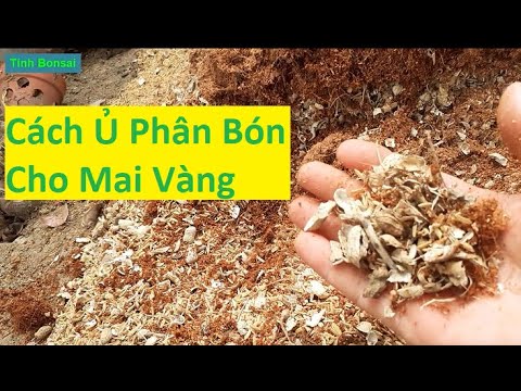 Cách Ủ Chất Trồng Tốt Cho Rễ Mai Vàng | Tính Bonsai