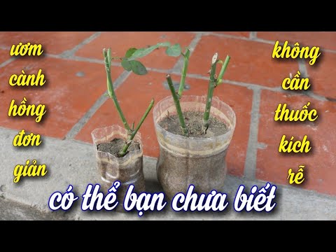 Cách Ươm Cành Hồng,không Cần Thuốc Kích Rễ (How to Grow Roses from Cuttings Easy)