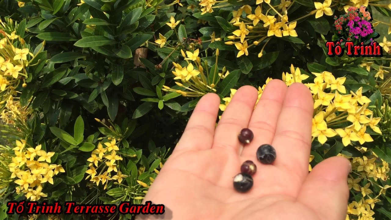 Cách Ươm Hạt Hoa Trang Thái Kết Quả Thành Công 100 % / How To Sow Ixora Species