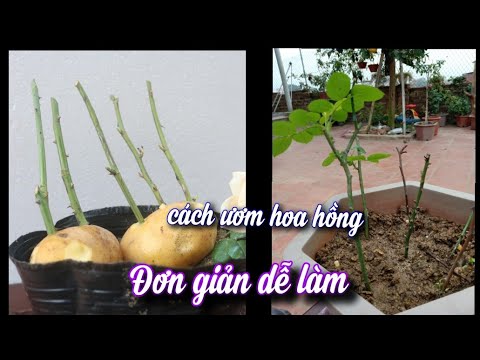 Cách Ươm Hoa Hồng Đơn Giản.Bạn Nên Xem.NGƯỜI ƯƠM MẦM