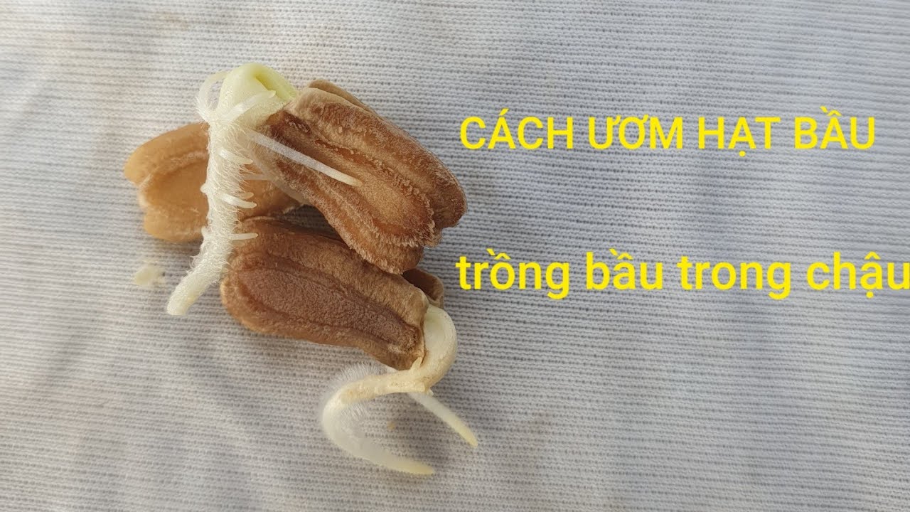 Cách Ươm Và Trồng Bầu Trong Chậu Kiểu Mới Chưa Ai Biết .NGƯỜI ƯƠM MẦM