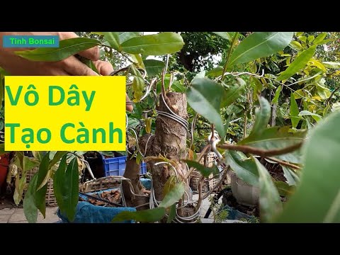 Cách Vô Dây Tạo Chi Cành Đơn Giản | Tính Bonsai