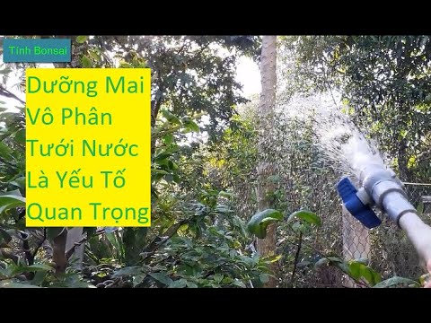 Cách Vô Phân Hữu Cơ cho Mai Vàng Sau Tết | Tính Bonsai