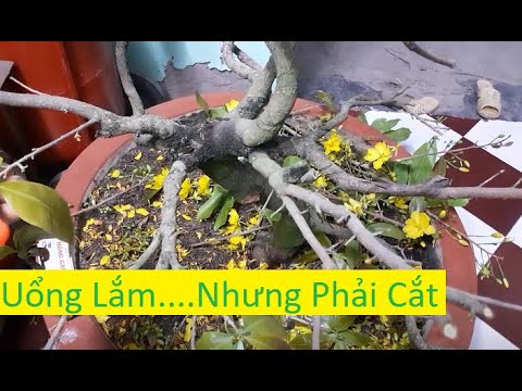 Cách Xã Bông Để Cây Mai Vàng Phục Hồi Nhanh | Tính Bonsai