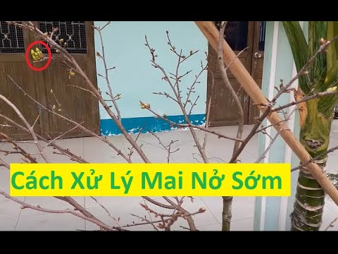 Cách Xử Lý Mai Vàng Nở Trước Tết | Tính Bonsai