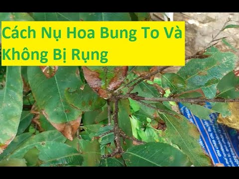 Cách bón phân cho mai vàng nở to đẹp không bị rụng | Tính Bonsai