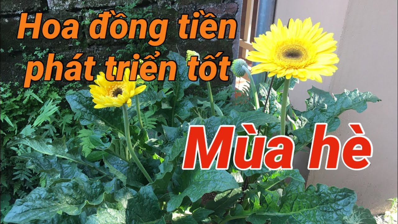 Cách chăm sóc để hoa đồng tiền phát triển tốt mùa hè | Kênh làm vườn S Garden