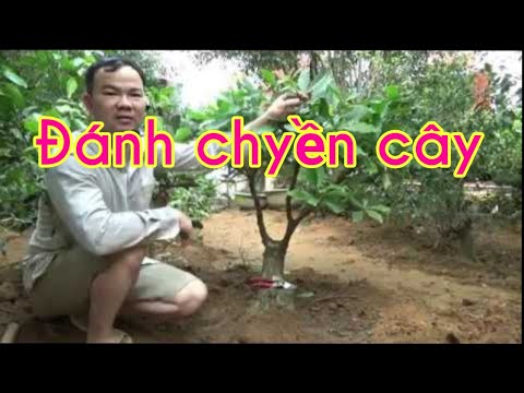 Cách đánh chuyển bầu cây và trồng lại