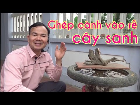 Cách ghép cành vào rễ cây sanh - Graft branches on a root of a ficus for bonsai