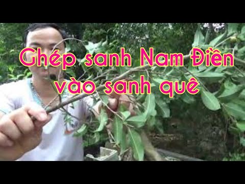 Cách ghép sanh nam điền vào sanh quê đơn giản