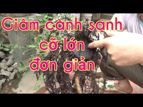 Cách giâm cành cây sanh cỡ lớn đơn giản, không cần thuốc