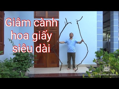 Cách giâm cành hoa giấy siêu dài - trên 2m