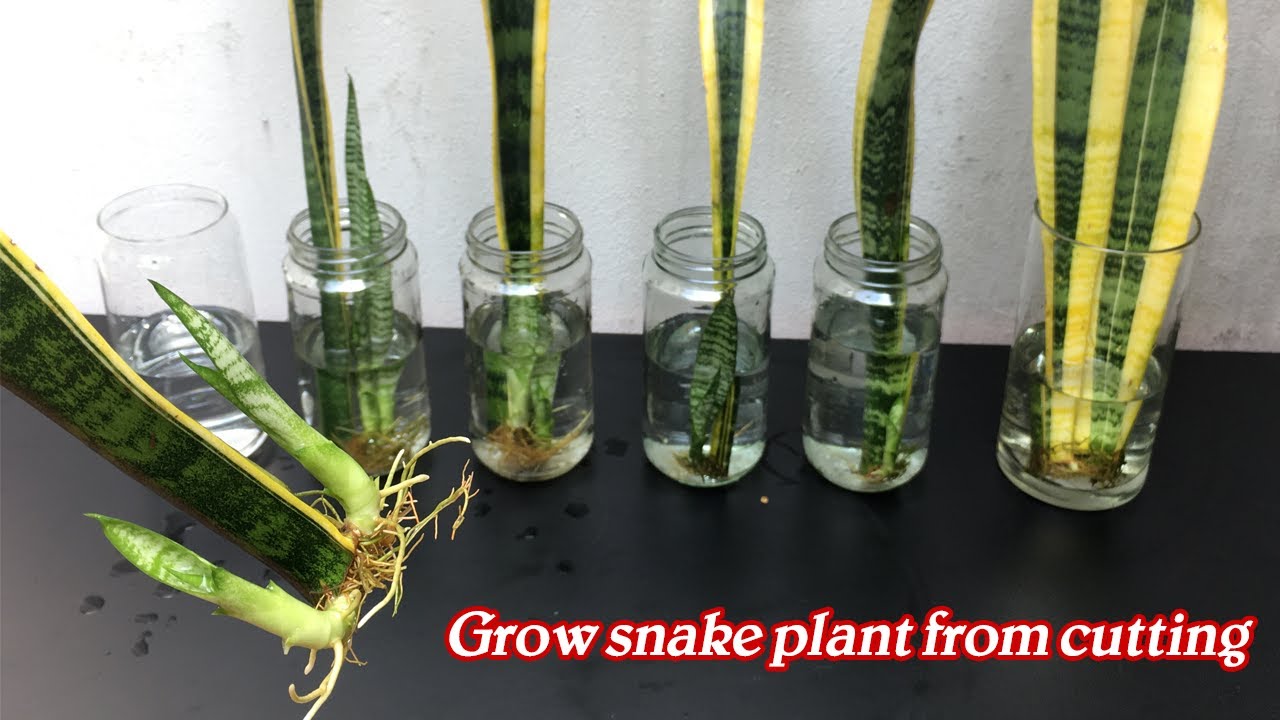 Cách nhân giống cây lưỡi hổ bằng nước cực dễ | How to Propagate a Snake Plant very easy