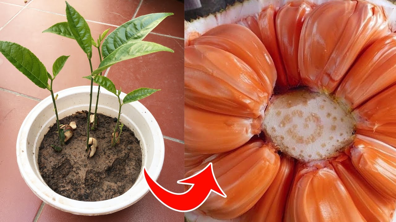Cách nhân giống mít ruột đỏ từ hạt - How to propagate red jackfruit from seeds