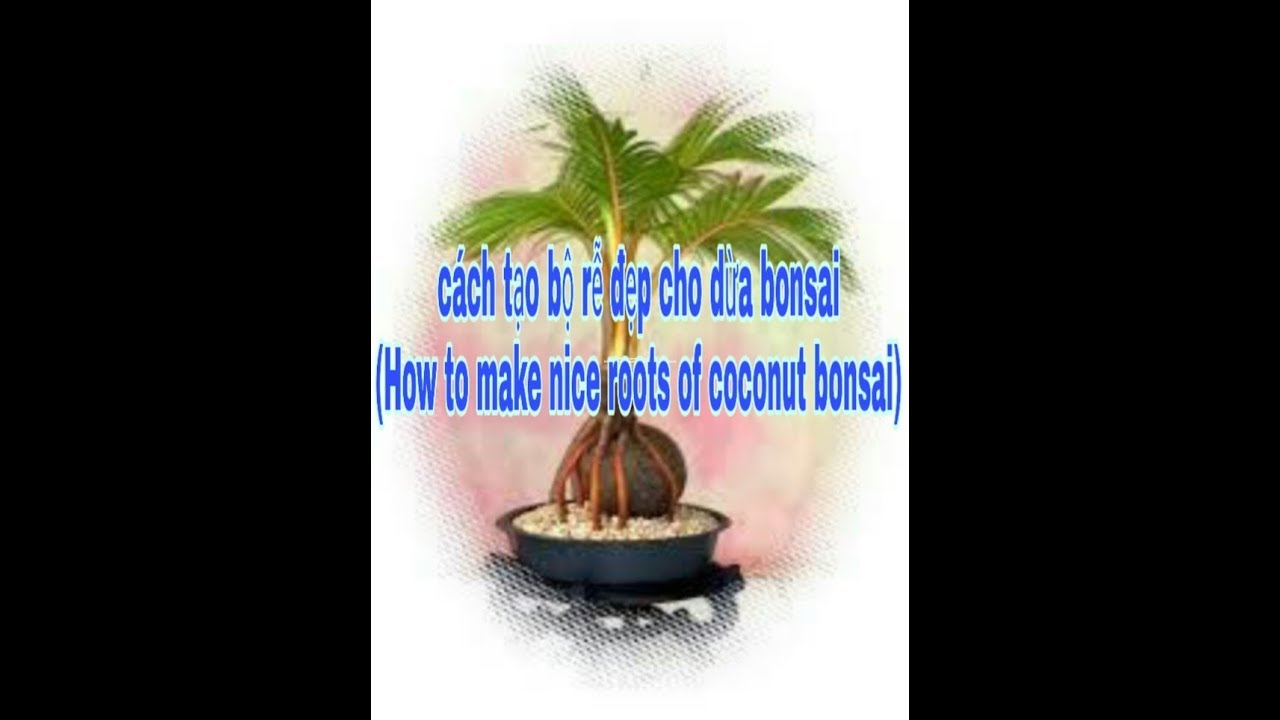 Cách tạo bộ rễ đẹp cho dừa bon sai. How to make nice roots of coconut bonsai