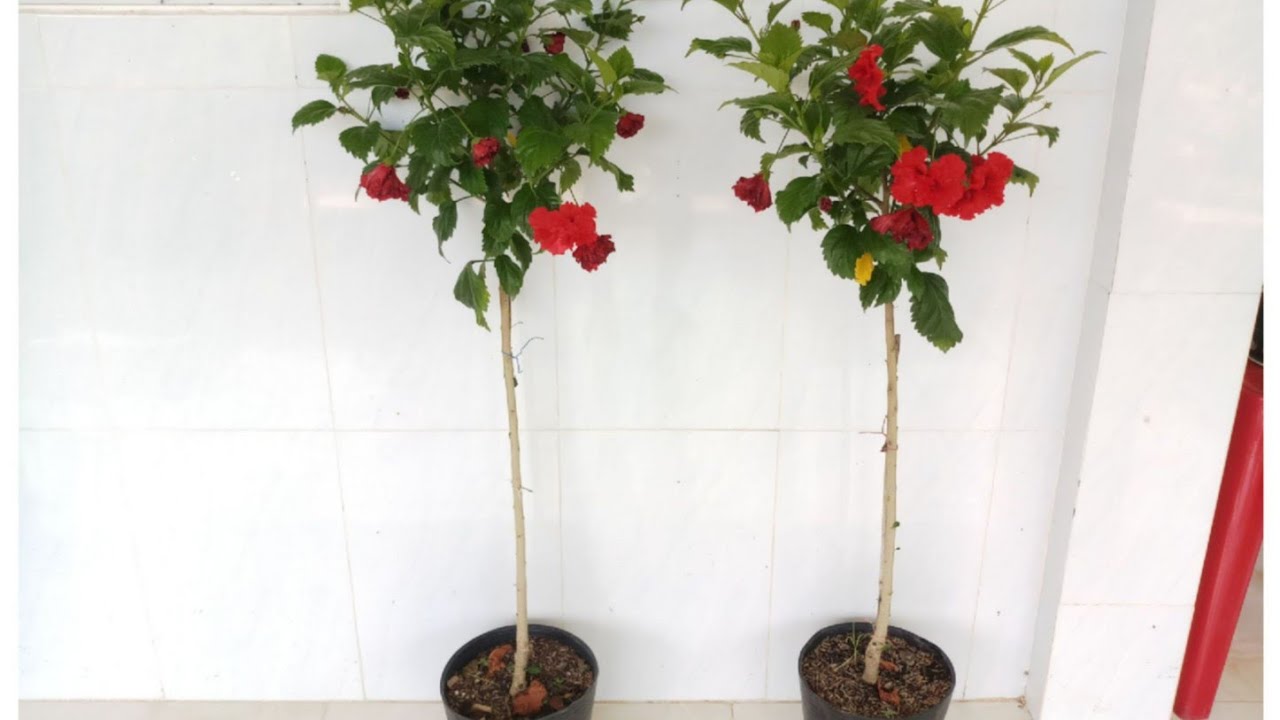 Cách tạo cây bông bụp thái cánh kép dạng tree (hibiscus patio tree)