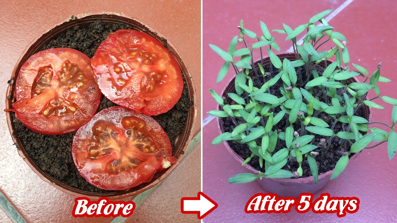 Cách trồng cà chua bằng quả cà chua mua ở chợ đơn giản nhất | How to grow tomatoes