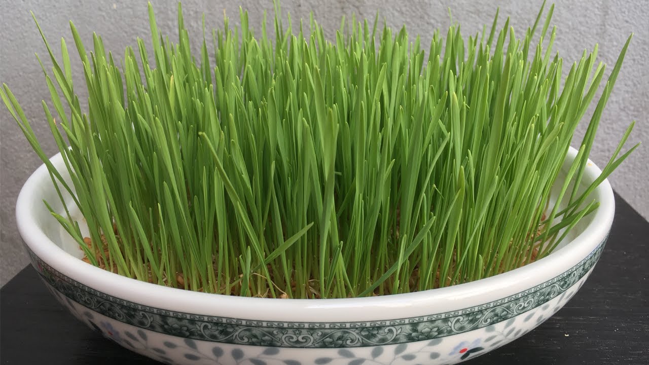 Cách trồng cỏ lúa mì tại nhà không cần đất ít người biết - Planting wheat grass