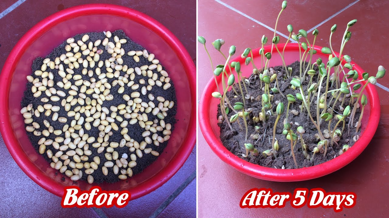 Cách trồng đậu tương này ai cũng làm được | How to grow soybeans