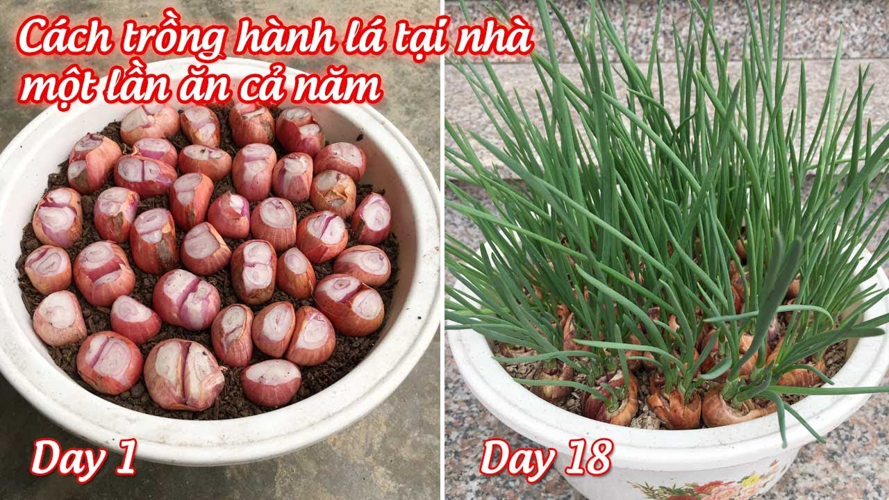 Cách trồng hành lá tại nhà một lần ăn cả năm - Growing onions at home