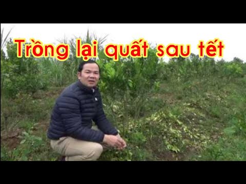 Cách trồng lại cây quất sau tết