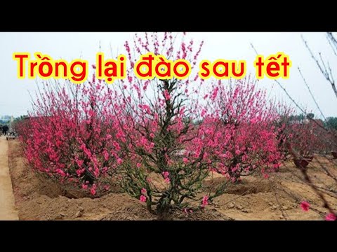 Cách trồng lại đào sau tết, trồng đất, trồng chậu - Grow a peach tree after Tet holiday