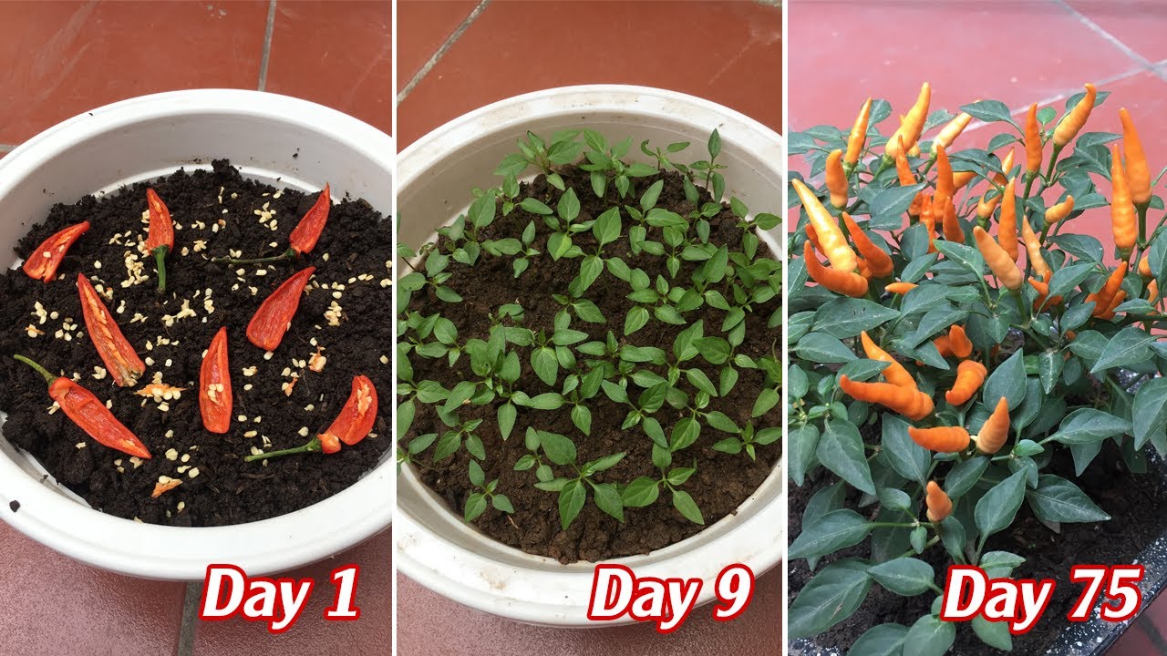 Cách trồng ớt trong chậu sai trĩu quả từ lúc gieo hạt đến lúc quả chín - Growing chili