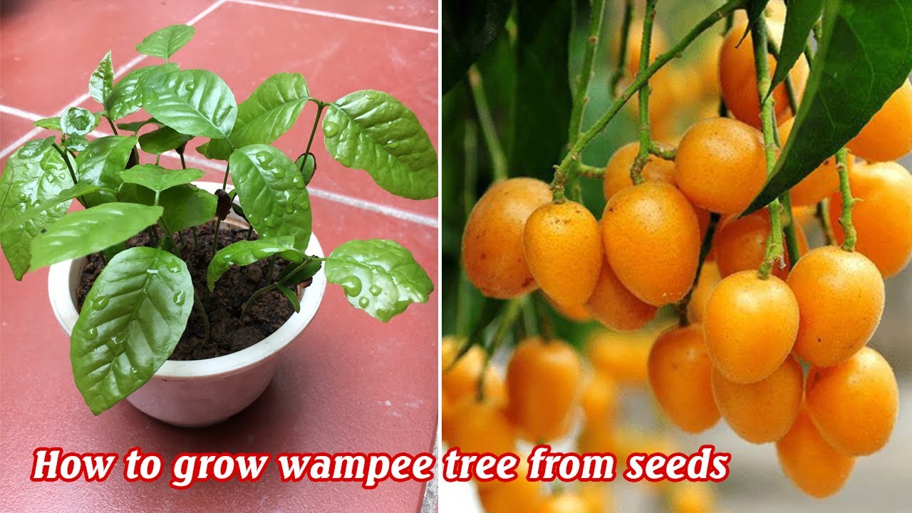Cách trồng quất hồng bì từ quả - How to grow wampee tree from seeds