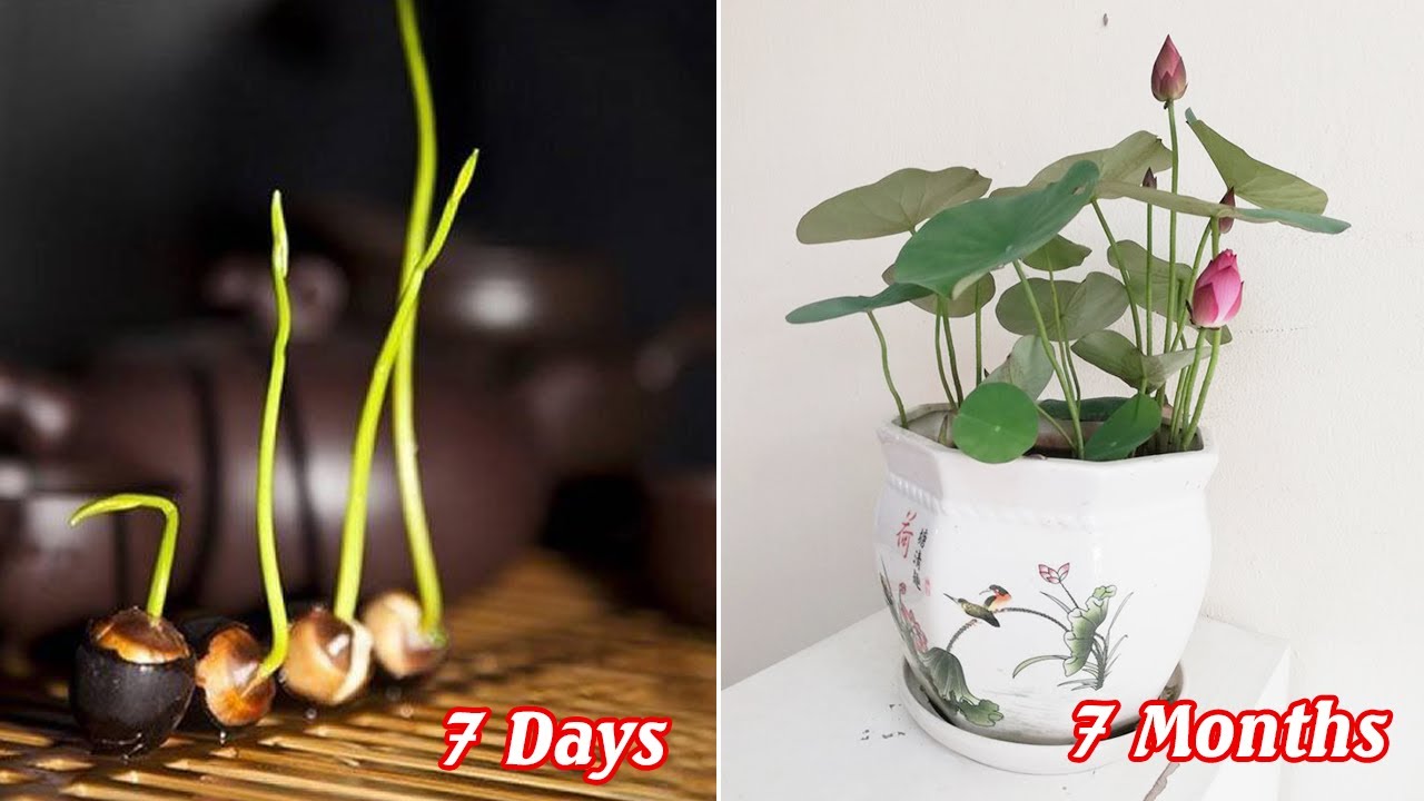Cách trồng sen mini nhật từ hạt nhanh nảy mầm - nảy mầm 100% - lotus planting