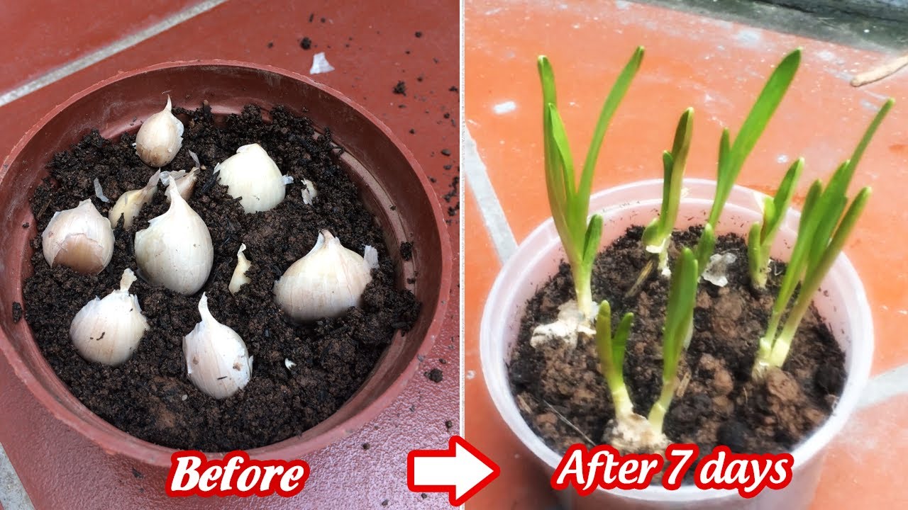 Cách trồng tỏi đơn giản nhất cho người mới bắt đầu | Plant garlic in pots