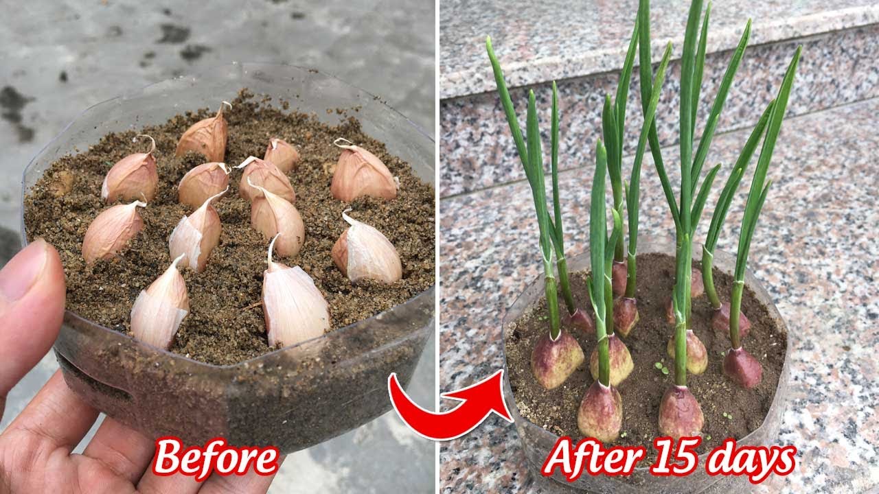 Cách trồng tỏi này không còn là khó đối với người chưa có kinh nghiệm - Planting garlic