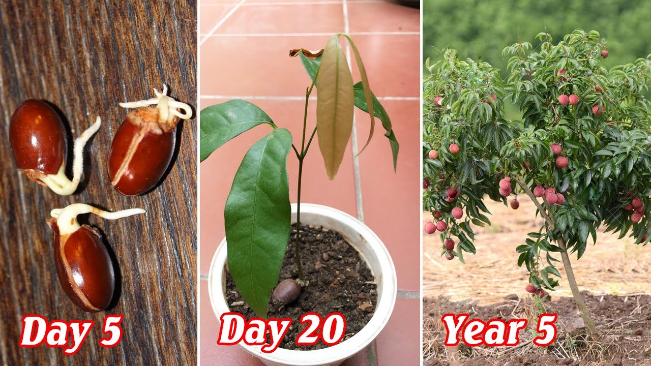 Cách trồng vải từ hạt nảy mầm sau 10 ngày - how to grow litchi from seeds