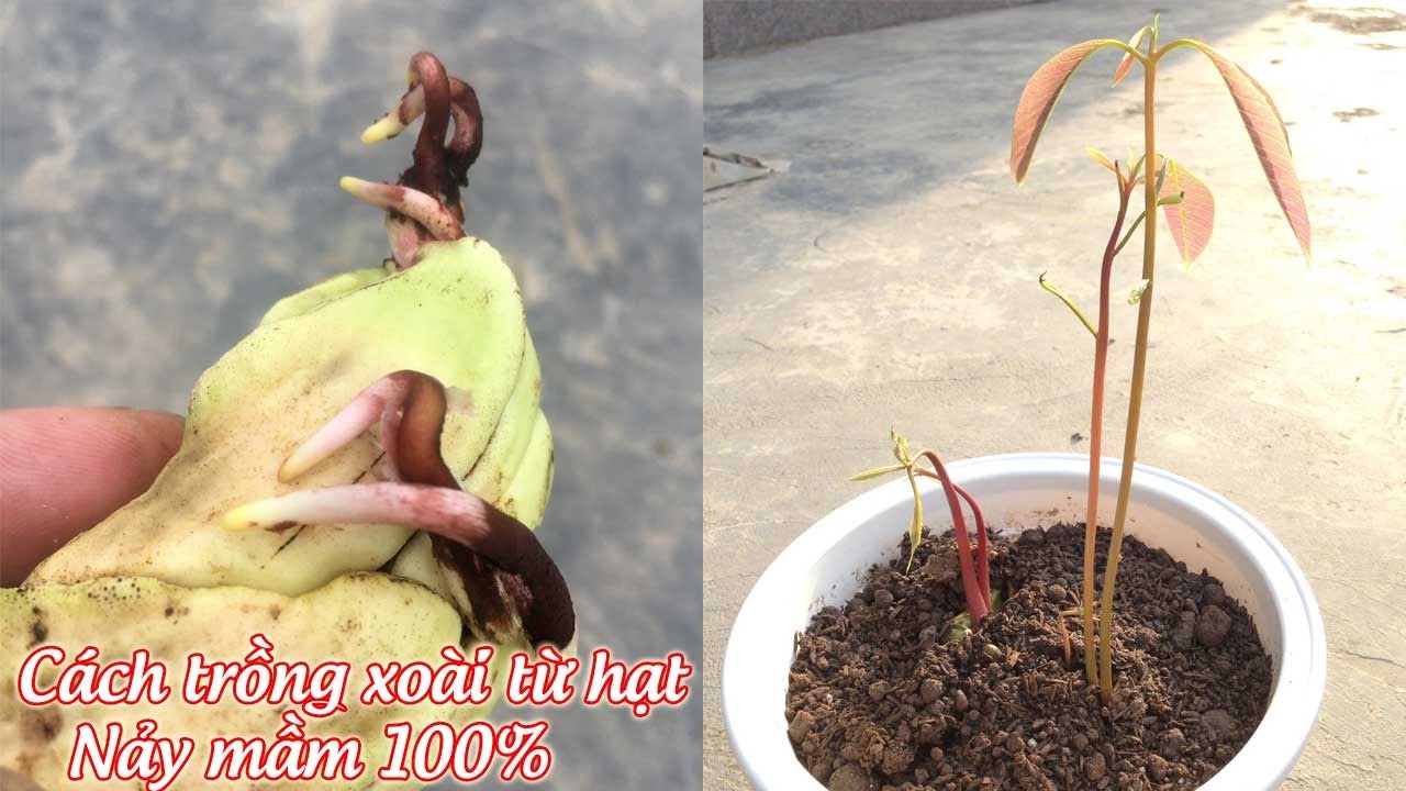 Cách trồng xoài từ hạt nảy mầm 100% - Plant mangoes from seeds