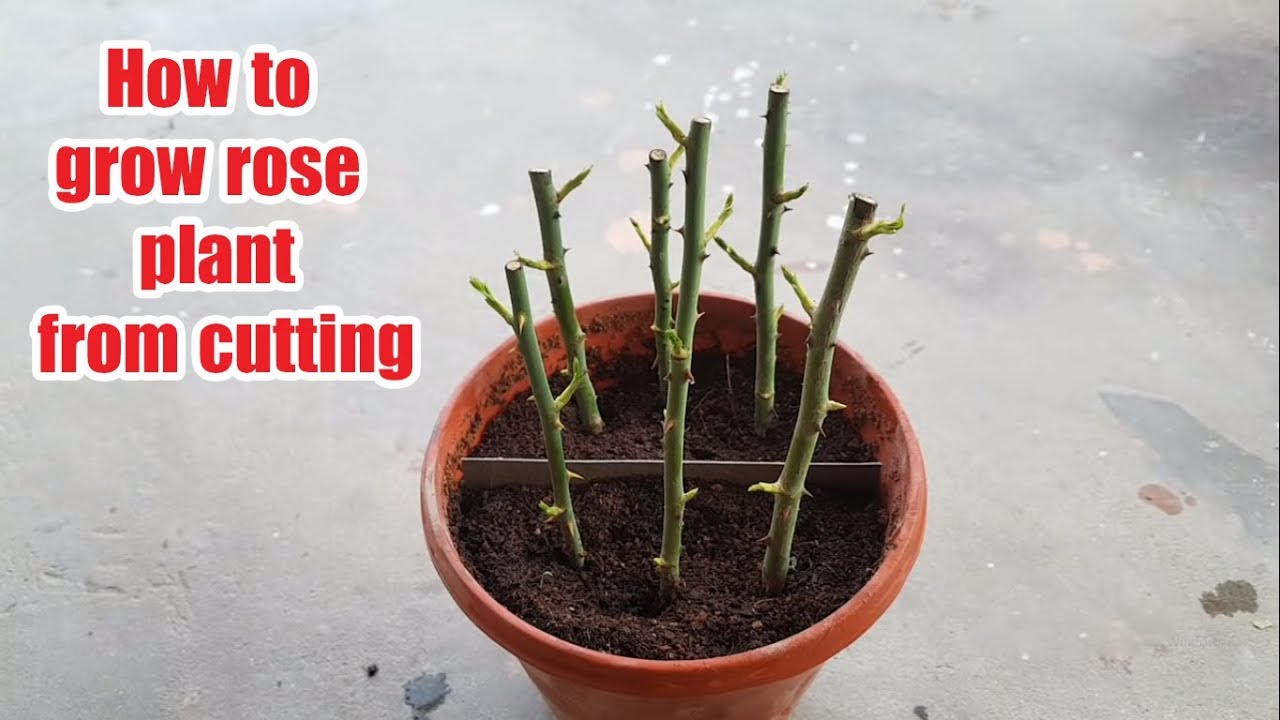 Cách ươm cành hoa hồng nảy mầm sau 15 ngày | How to grow rose plant from cutting