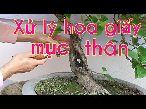 Cách xử lý cây hoa giấy mục thân cực dễ