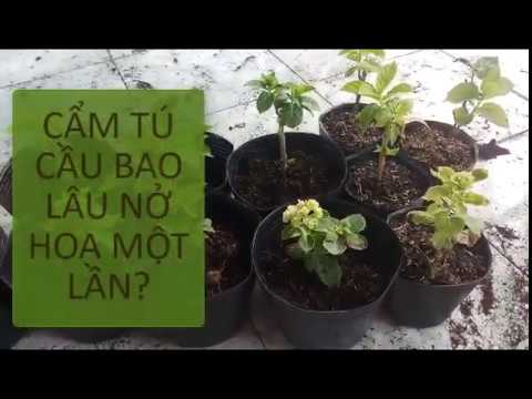 Cẩm tú cầu bao lâu nở hoa 1 lần ở miền Tây?