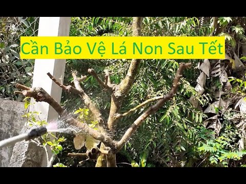 Cần Bảo Vệ Mai Vàng Sau Tết Ra Lá Non | Tính Bonsai