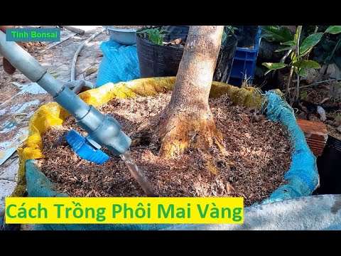 Cận Cảnh Trồng Phôi Mai Mới Đem Về | Tính Bonsai