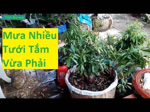 Cần Điều Chỉnh Lượng Nước Phù Hợp Cho Mai Vàng Trong Mùa Mưa | Tính Bonsai