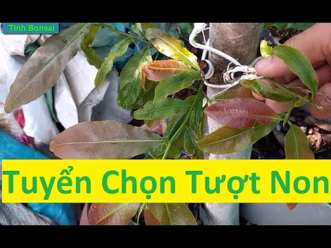 Cần Loại Bỏ Tượt Non Mai Vàng Thường Xuyên | Tính Bonsai