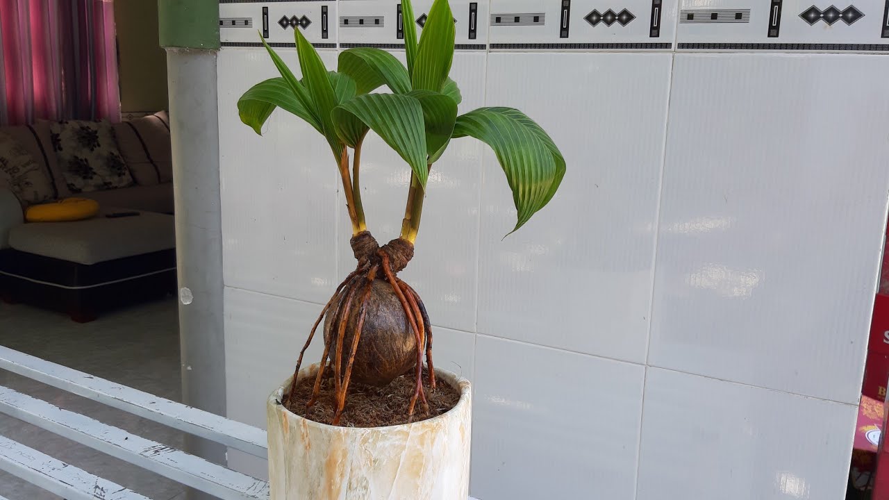 Cần giao lưu cây bonsai dừa độc lạ / coconut bonsai / Bonsaikelapa