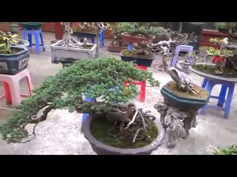 Càng ngắm càng yêu những Bonsai đẹp