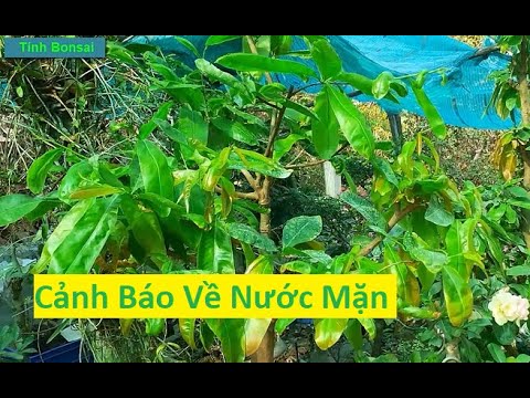 Cảnh Báo Không Tưới Nước Mặn Cho Mai Vàng | Tính Bonsai