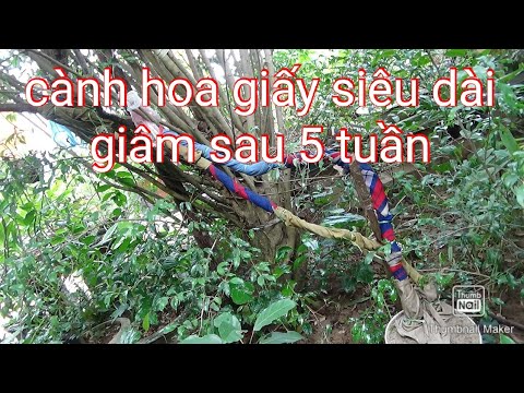 Cành hoa giấy siêu dài giâm sau 5 tuần