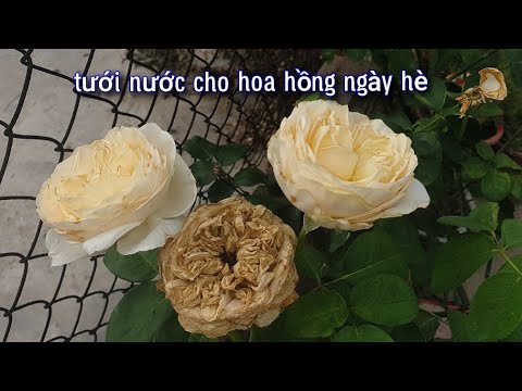 Cấp Cứu Cây Hoa Hồng Ngày Nắng Mùa Hè Thế Nào Cho Cây Phát Triển?? NGƯỜI ƯƠM MẦM